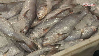 中秋小长假,温州活蹦乱跳的海鲜超多 水产品交易量飙升